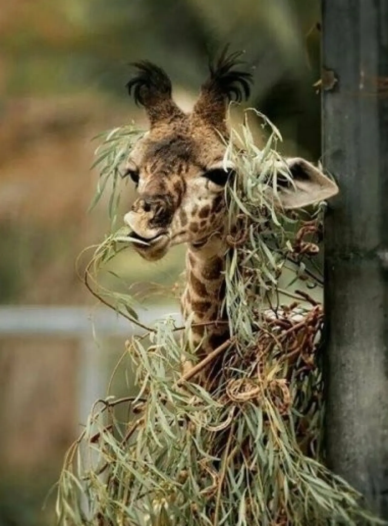 Bir Hayvan Bu Kadar mı İnsan Gibi Davranır? Gülümseten Kareler Burada 4