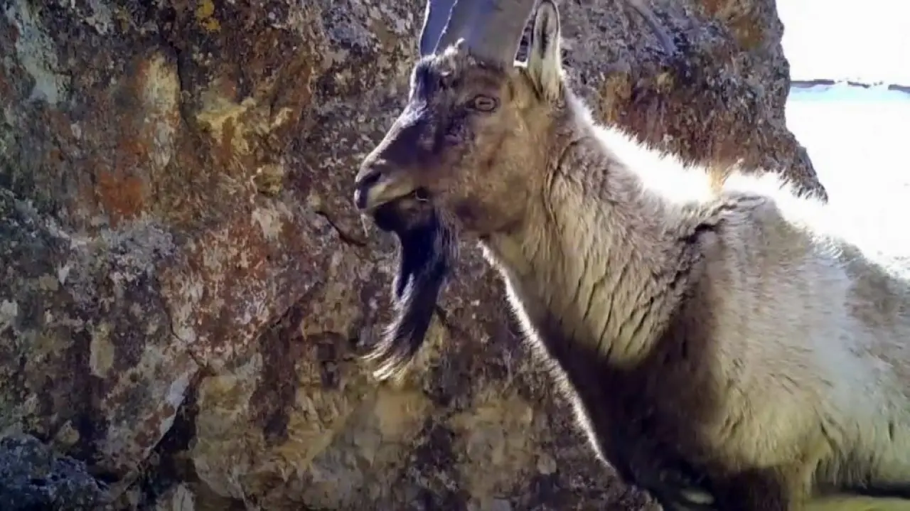 Ayı Selam Verdi, Kanguru Poz Verdi: Ormanda Gizlice Kurulan Kameralar Film Sahnesini Aratmadı! 20