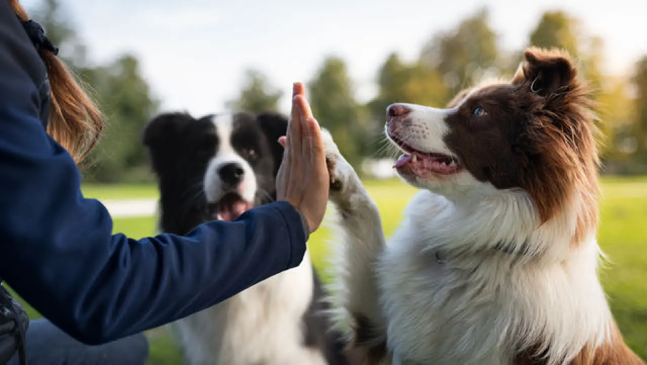 “Köpek yaşı” gerçekten yedi yıl mı? Uzmanlar yanıtladı: Bu hesaplama sandığınız kadar basit değil! 2