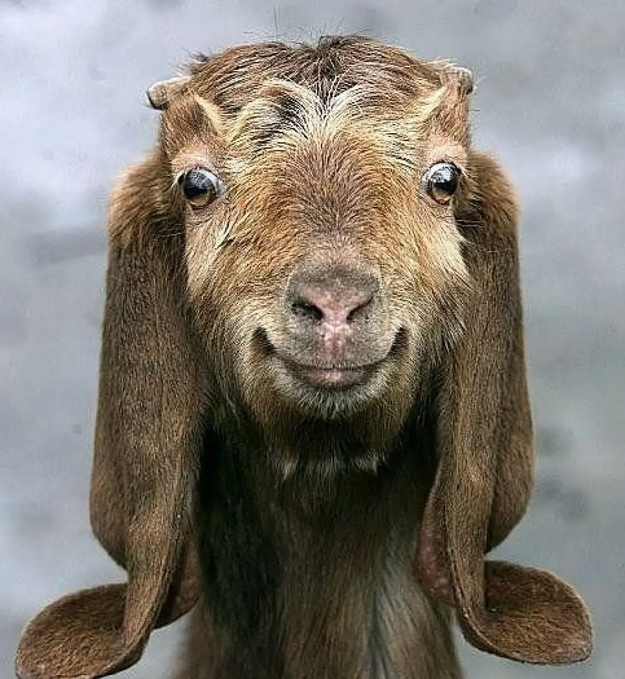 Bir Hayvan Bu Kadar mı İnsan Gibi Davranır? Gülümseten Kareler Burada 24