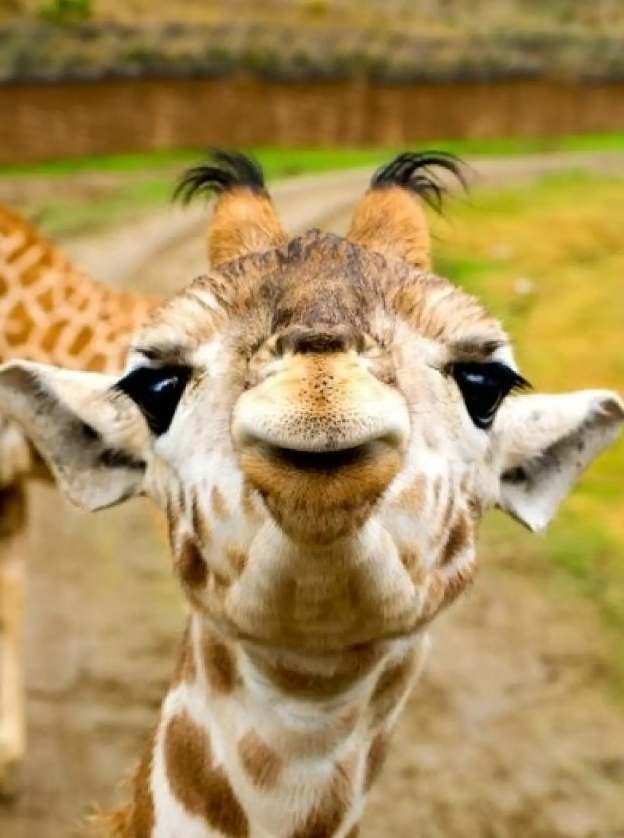 Bir Hayvan Bu Kadar mı İnsan Gibi Davranır? Gülümseten Kareler Burada 2