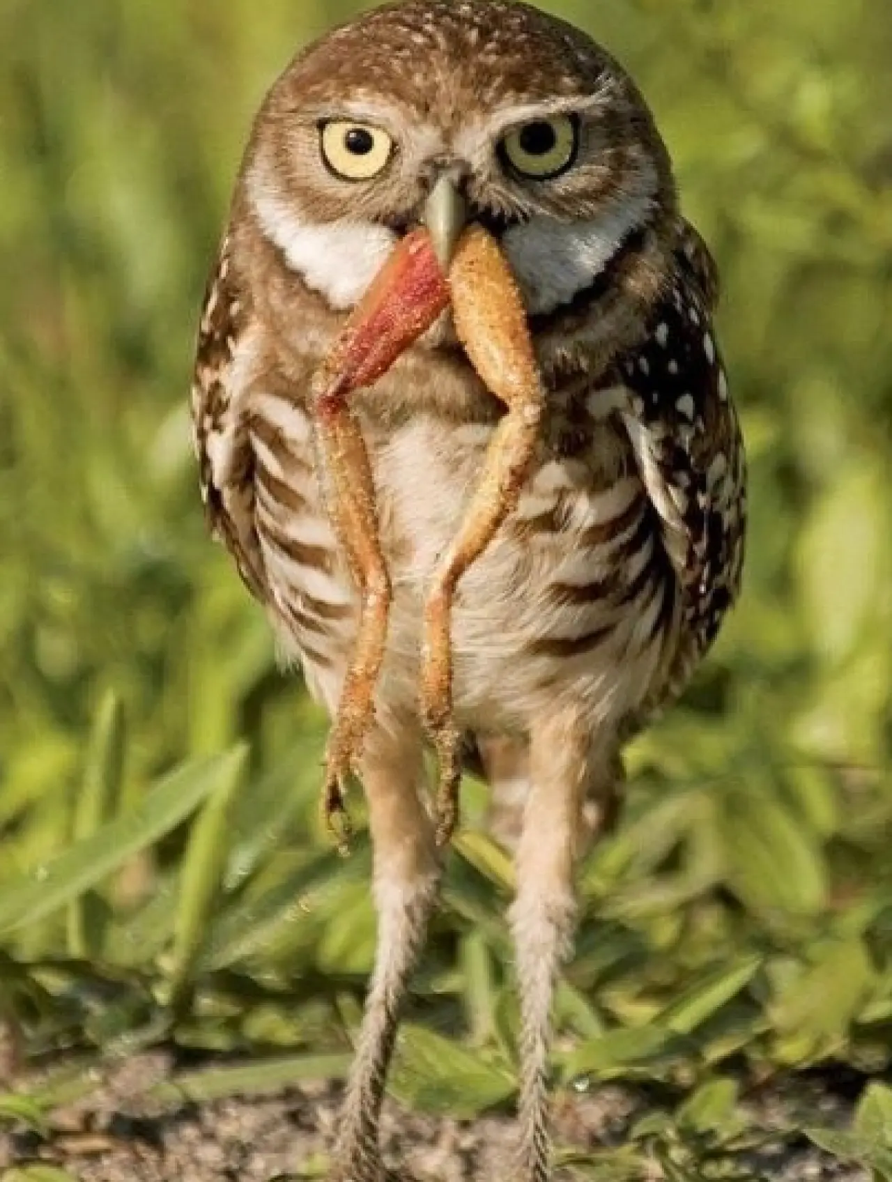 Bir Hayvan Bu Kadar mı İnsan Gibi Davranır? Gülümseten Kareler Burada 31