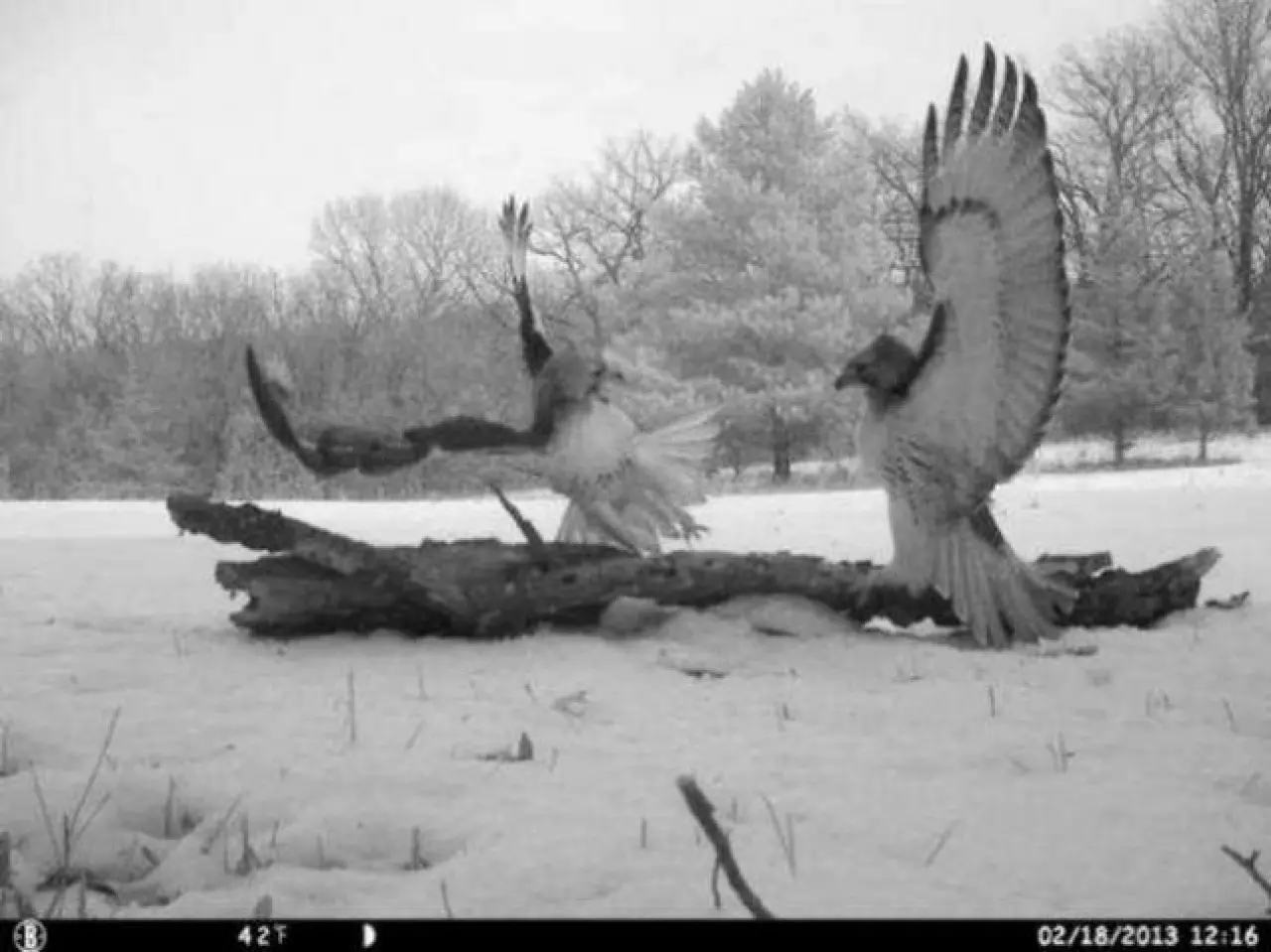 Ayı Selam Verdi, Kanguru Poz Verdi: Ormanda Gizlice Kurulan Kameralar Film Sahnesini Aratmadı! 4