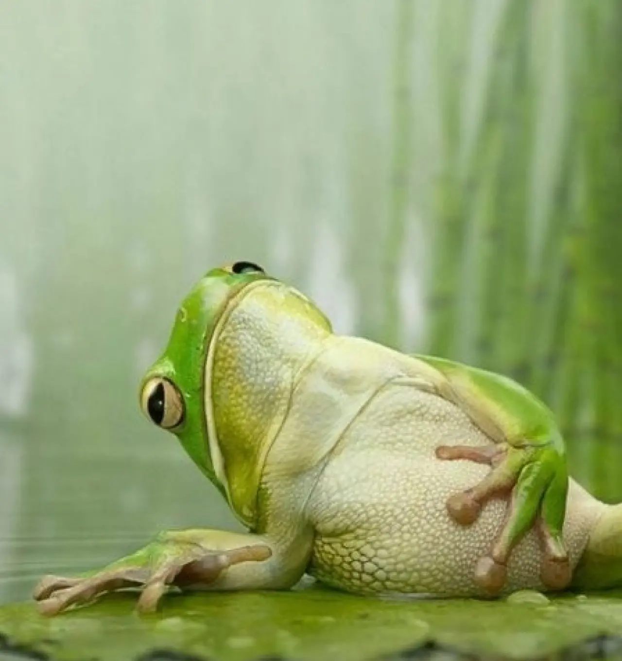 Bir Hayvan Bu Kadar mı İnsan Gibi Davranır? Gülümseten Kareler Burada 17