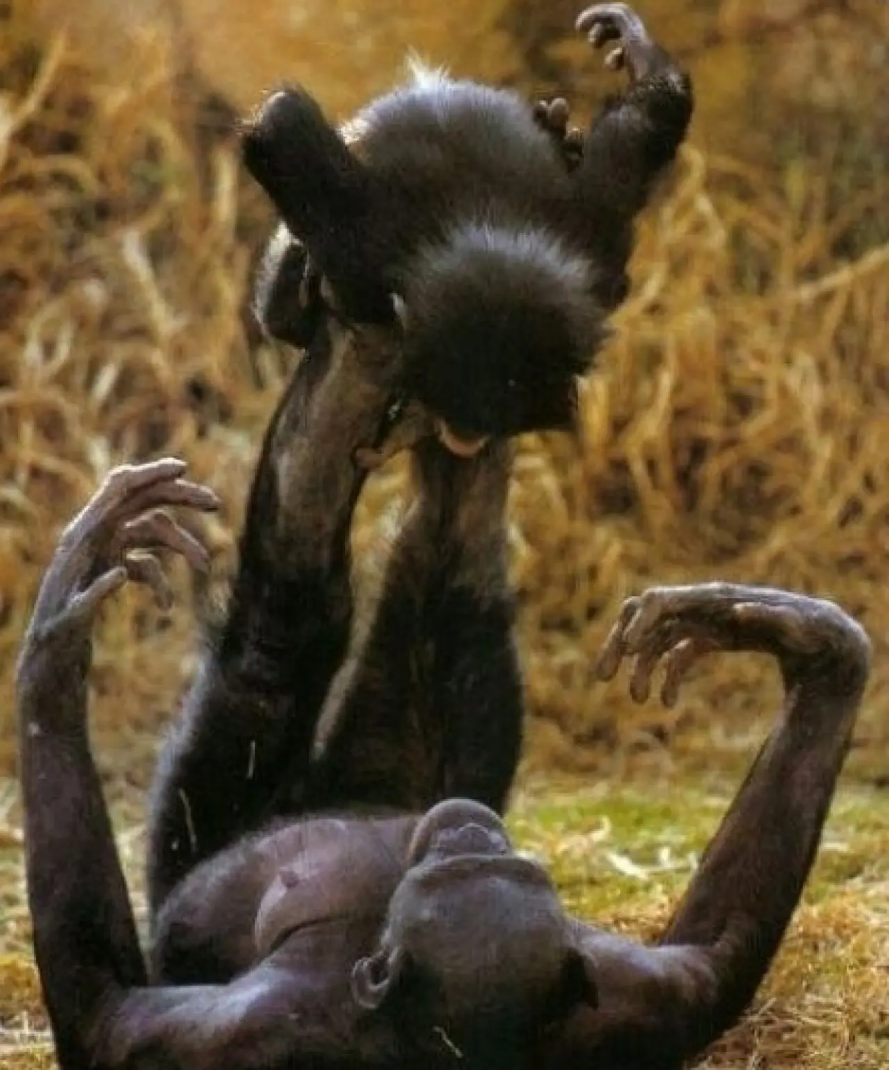 Bir Hayvan Bu Kadar mı İnsan Gibi Davranır? Gülümseten Kareler Burada 12