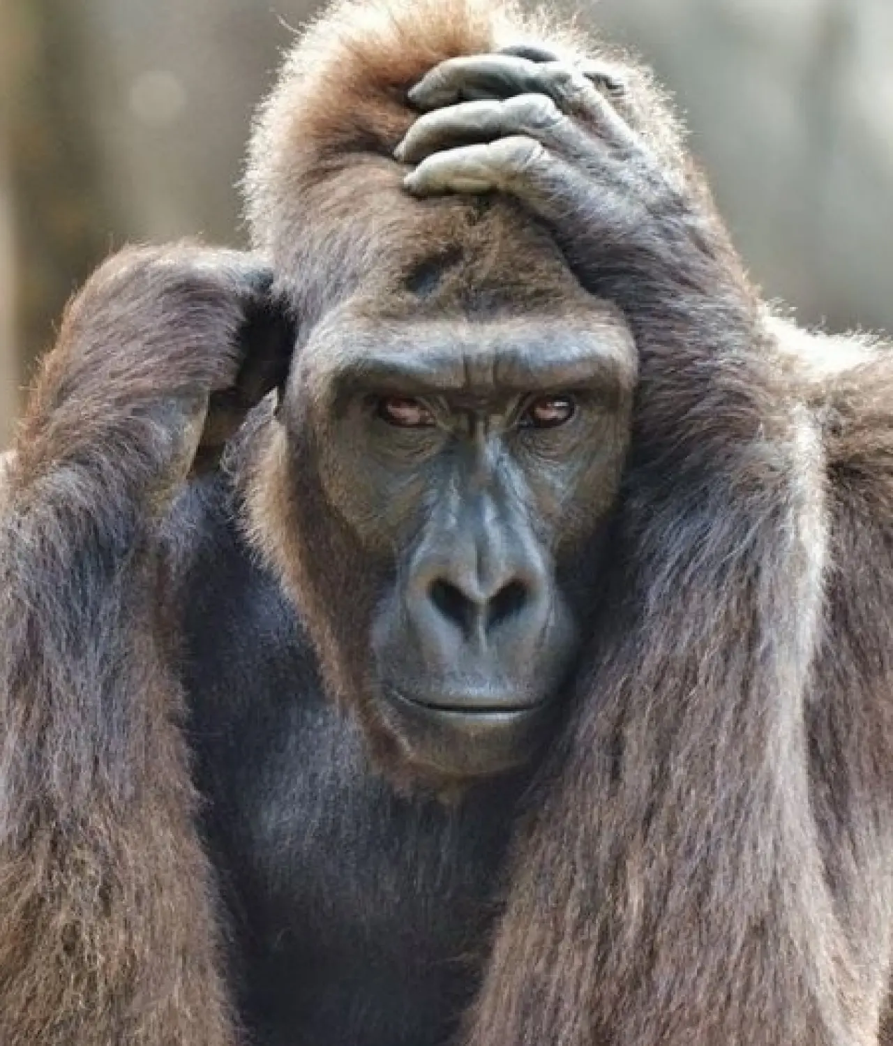 Bir Hayvan Bu Kadar mı İnsan Gibi Davranır? Gülümseten Kareler Burada 13