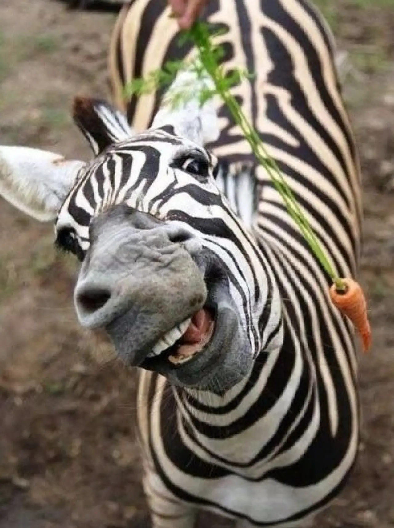 Bir Hayvan Bu Kadar mı İnsan Gibi Davranır? Gülümseten Kareler Burada 6