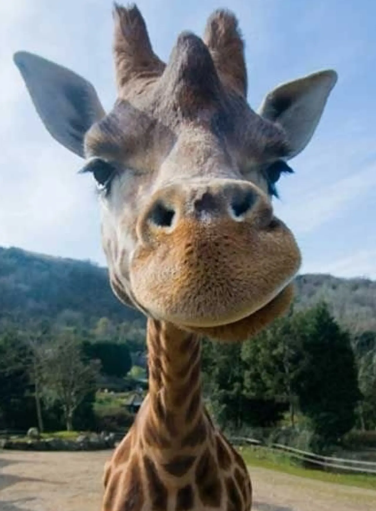 Bir Hayvan Bu Kadar mı İnsan Gibi Davranır? Gülümseten Kareler Burada 28