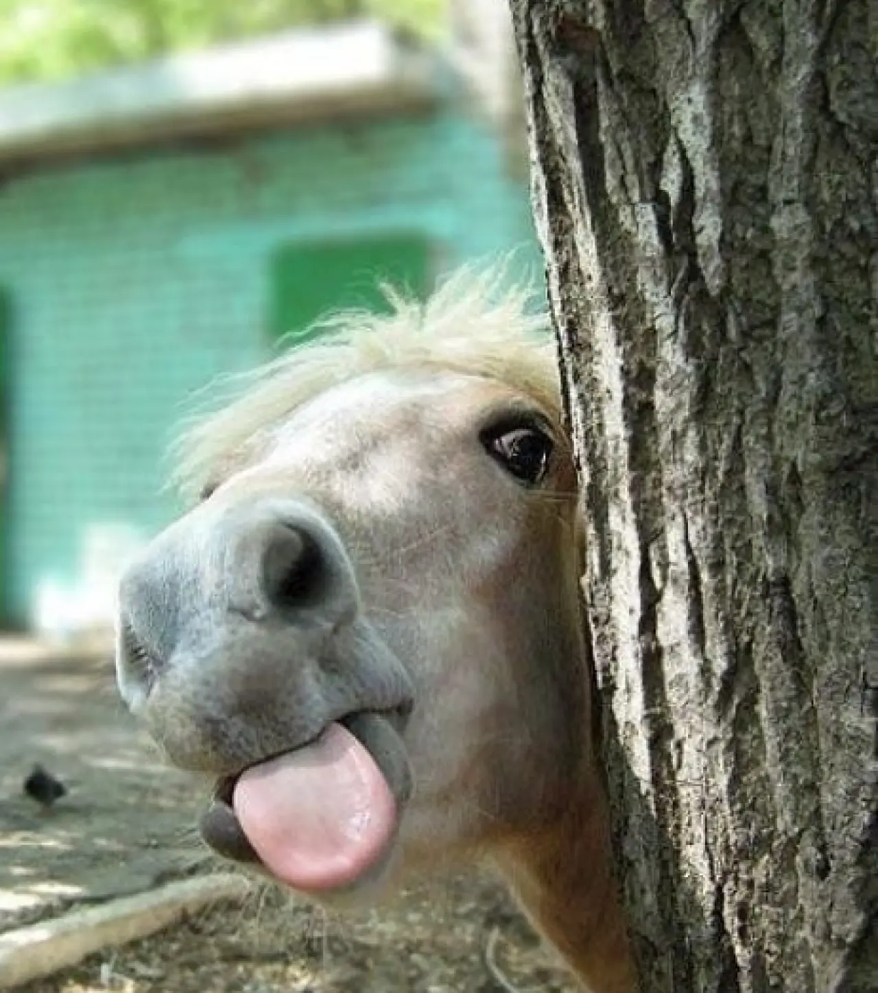 Bir Hayvan Bu Kadar mı İnsan Gibi Davranır? Gülümseten Kareler Burada 9