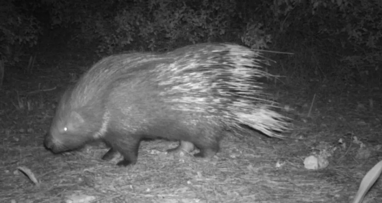 Ayı Selam Verdi, Kanguru Poz Verdi: Ormanda Gizlice Kurulan Kameralar Film Sahnesini Aratmadı! 18