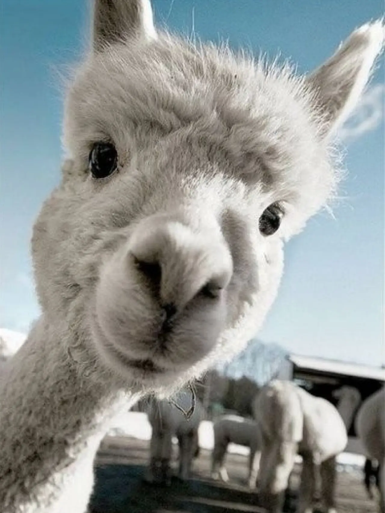 Bir Hayvan Bu Kadar mı İnsan Gibi Davranır? Gülümseten Kareler Burada 21