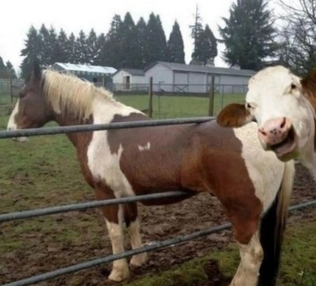 Bir Hayvan Bu Kadar mı İnsan Gibi Davranır? Gülümseten Kareler Burada 34