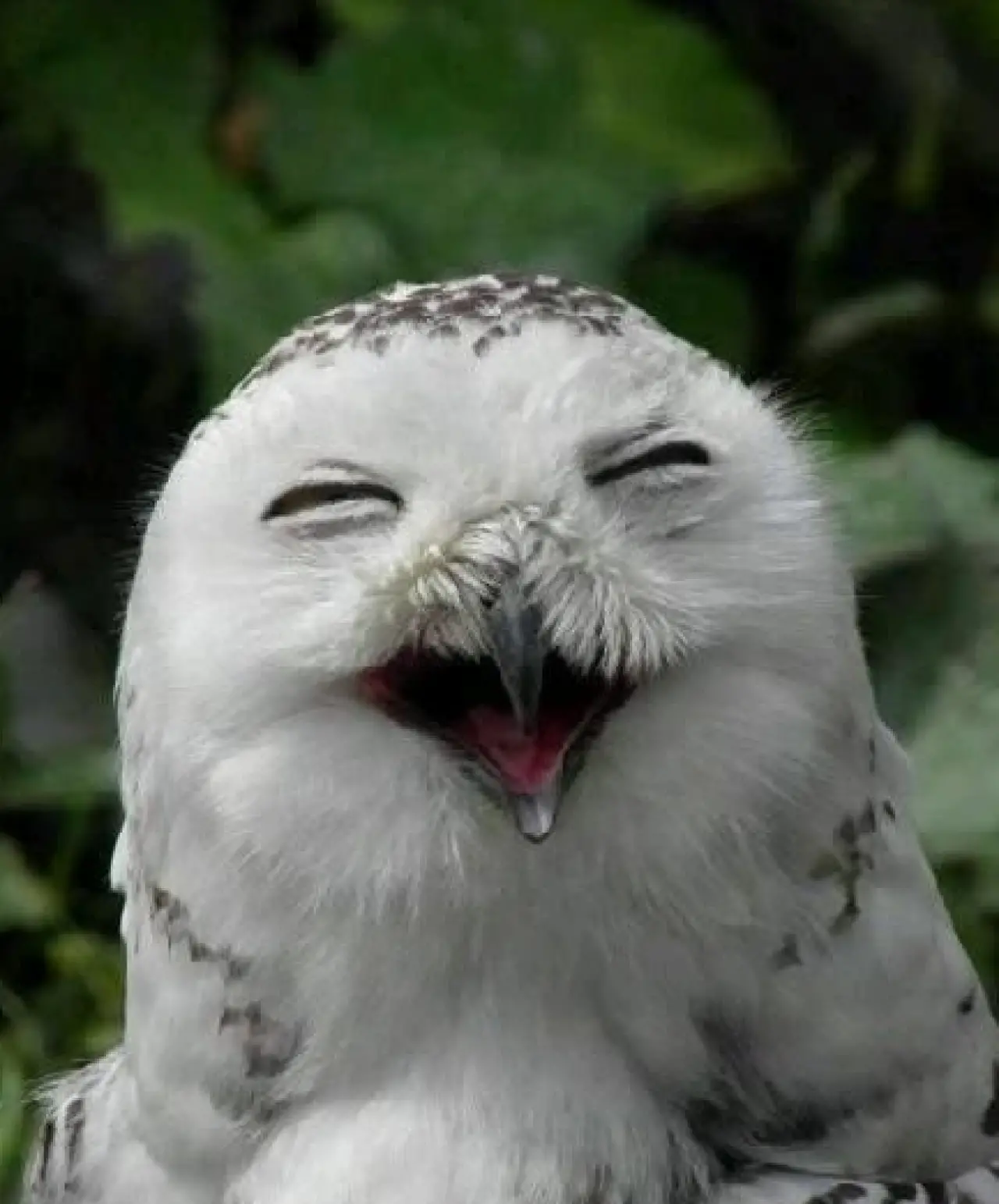 Bir Hayvan Bu Kadar mı İnsan Gibi Davranır? Gülümseten Kareler Burada 30