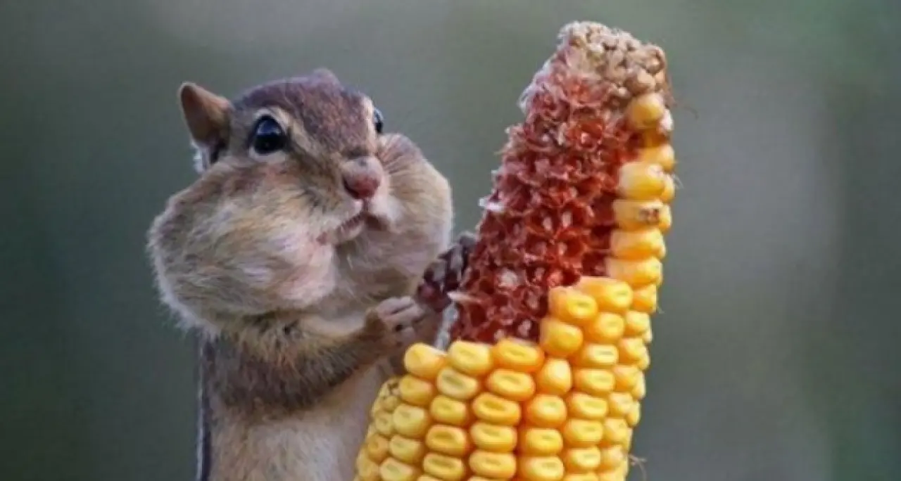 Bir Hayvan Bu Kadar mı İnsan Gibi Davranır? Gülümseten Kareler Burada 33