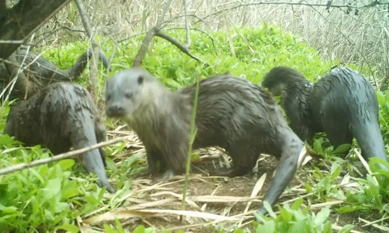 Ayı Selam Verdi, Kanguru Poz Verdi: Ormanda Gizlice Kurulan Kameralar Film Sahnesini Aratmadı! 19