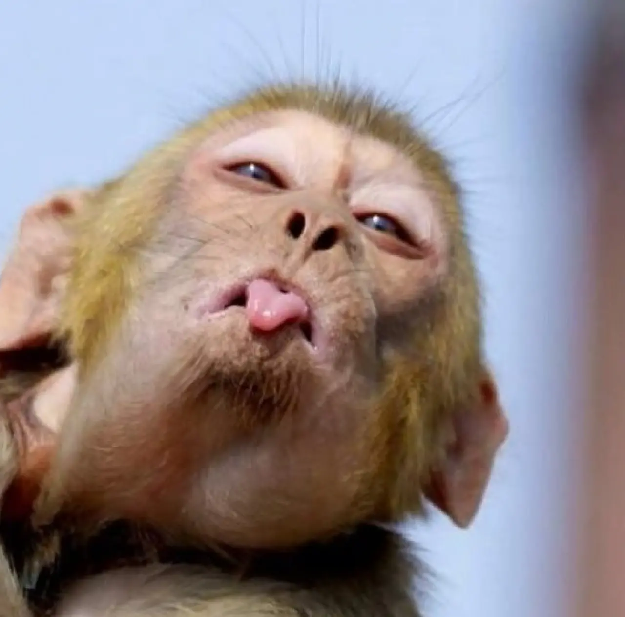 Bir Hayvan Bu Kadar mı İnsan Gibi Davranır? Gülümseten Kareler Burada 3