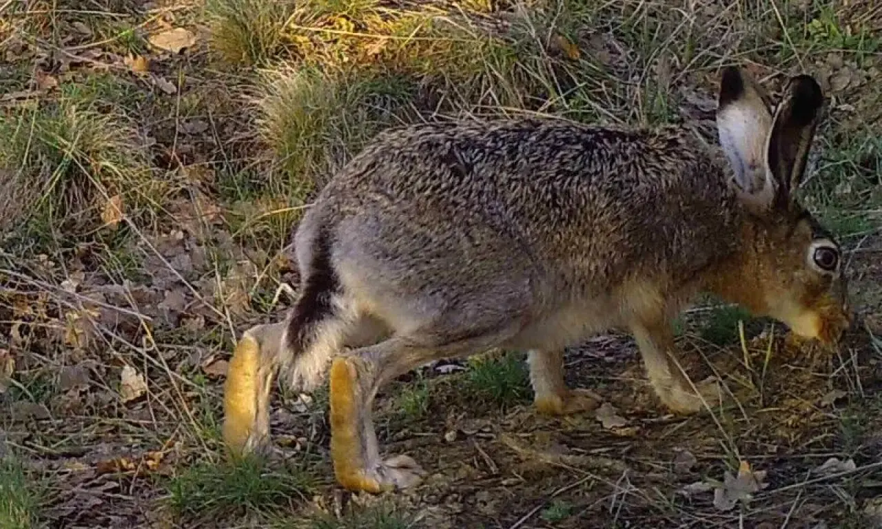 Ayı Selam Verdi, Kanguru Poz Verdi: Ormanda Gizlice Kurulan Kameralar Film Sahnesini Aratmadı! 21