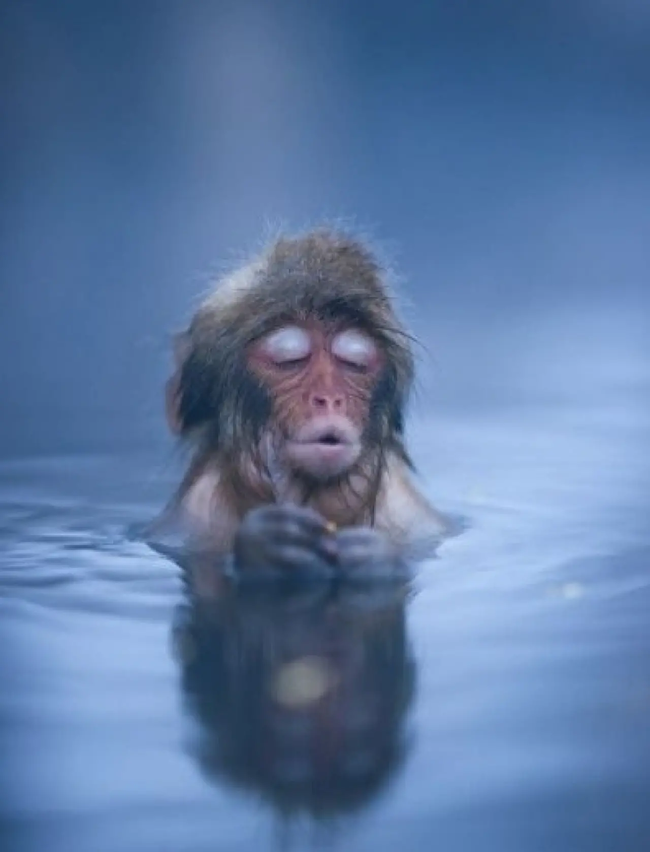 Bir Hayvan Bu Kadar mı İnsan Gibi Davranır? Gülümseten Kareler Burada 11