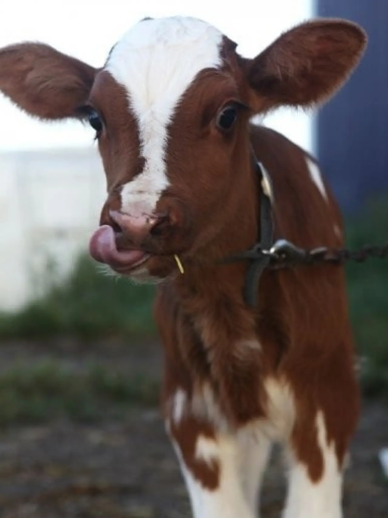 Bir Hayvan Bu Kadar mı İnsan Gibi Davranır? Gülümseten Kareler Burada 29