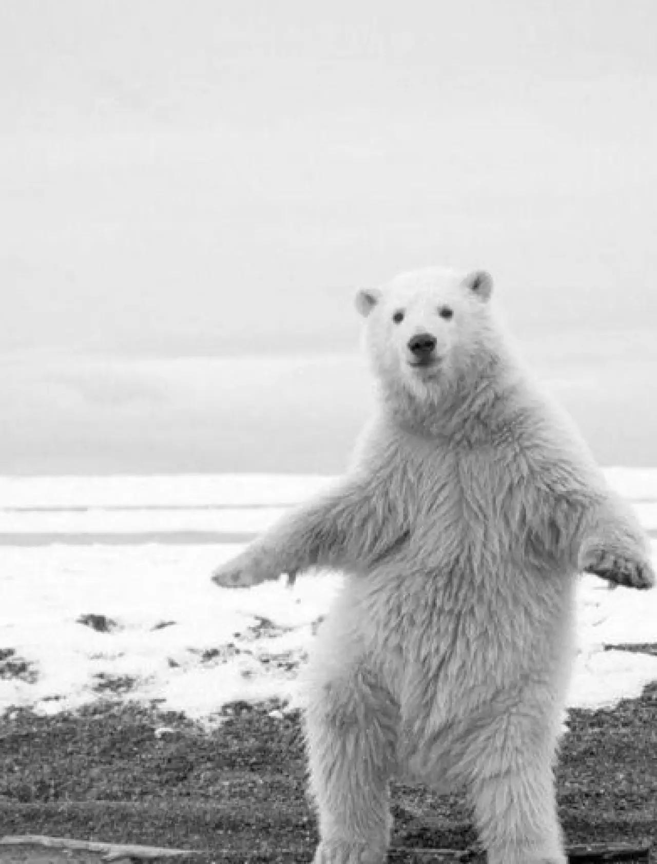Bir Hayvan Bu Kadar mı İnsan Gibi Davranır? Gülümseten Kareler Burada 18