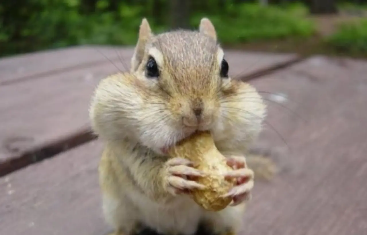 Bir Hayvan Bu Kadar mı İnsan Gibi Davranır? Gülümseten Kareler Burada 32