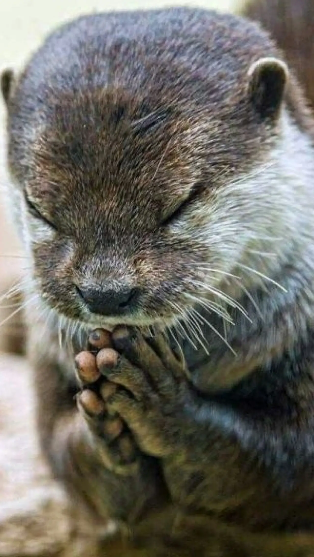 Bir Hayvan Bu Kadar mı İnsan Gibi Davranır? Gülümseten Kareler Burada 25