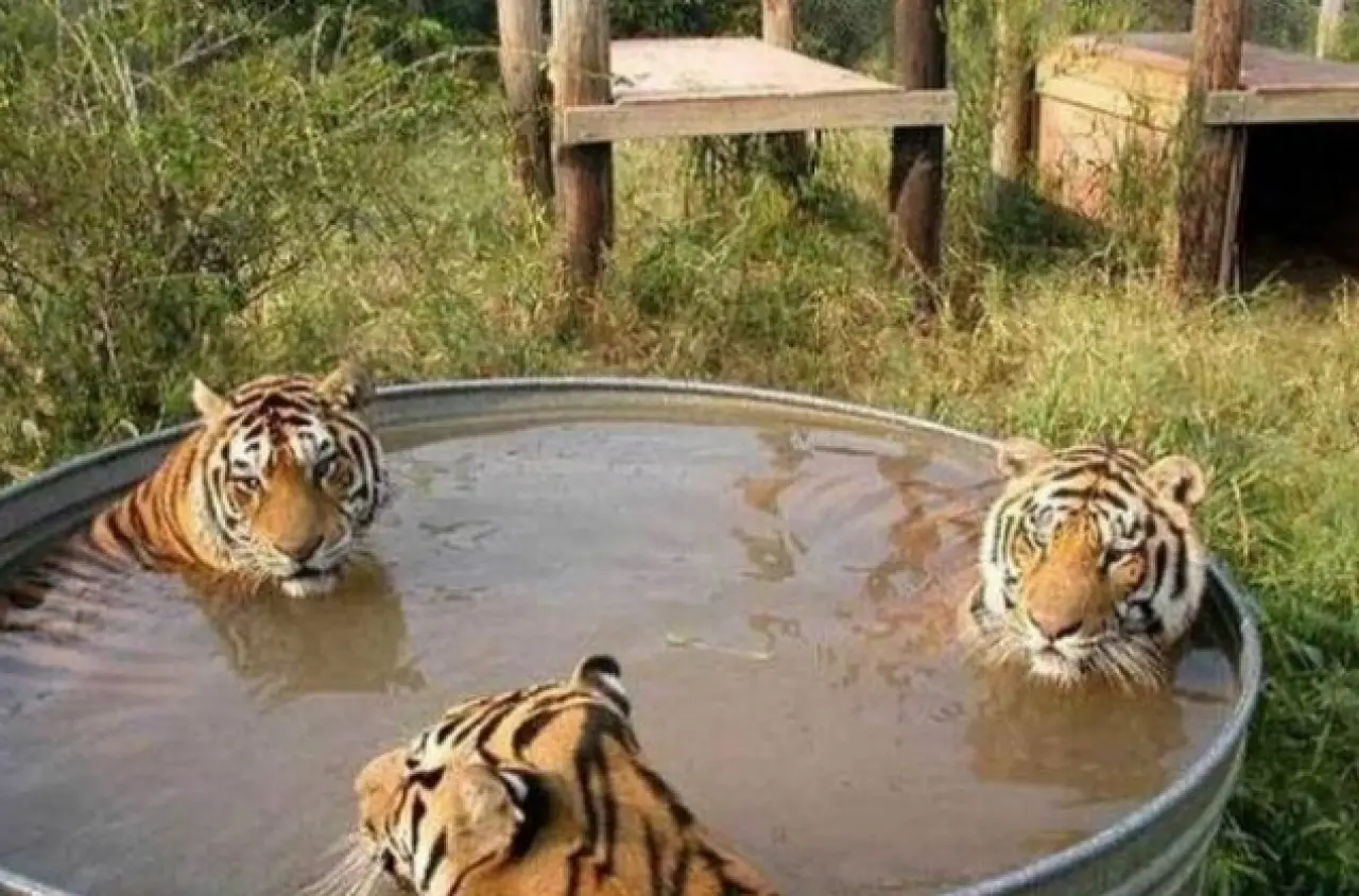 Ne Olduğunu Anlamaya Çalışırken Tekrar Bakacağınız Fotoğraflar! 8