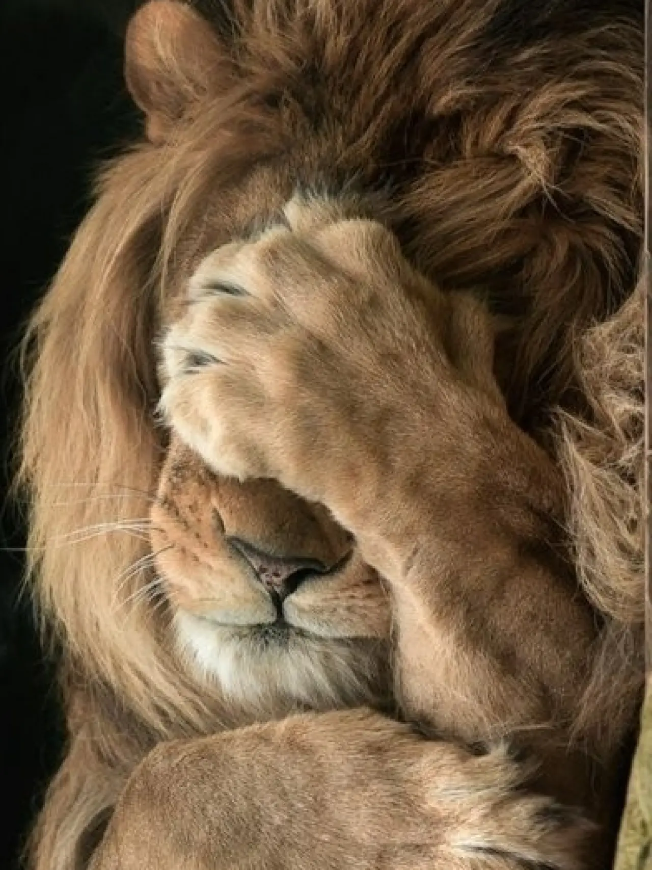 Bir Hayvan Bu Kadar mı İnsan Gibi Davranır? Gülümseten Kareler Burada 10