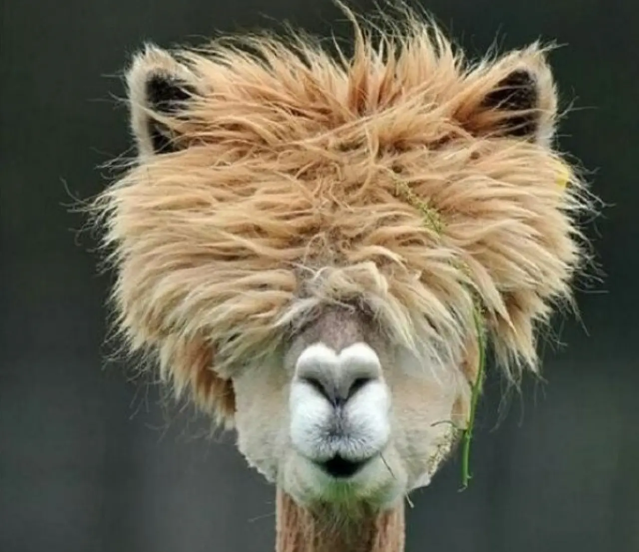 Bir Hayvan Bu Kadar mı İnsan Gibi Davranır? Gülümseten Kareler Burada 16