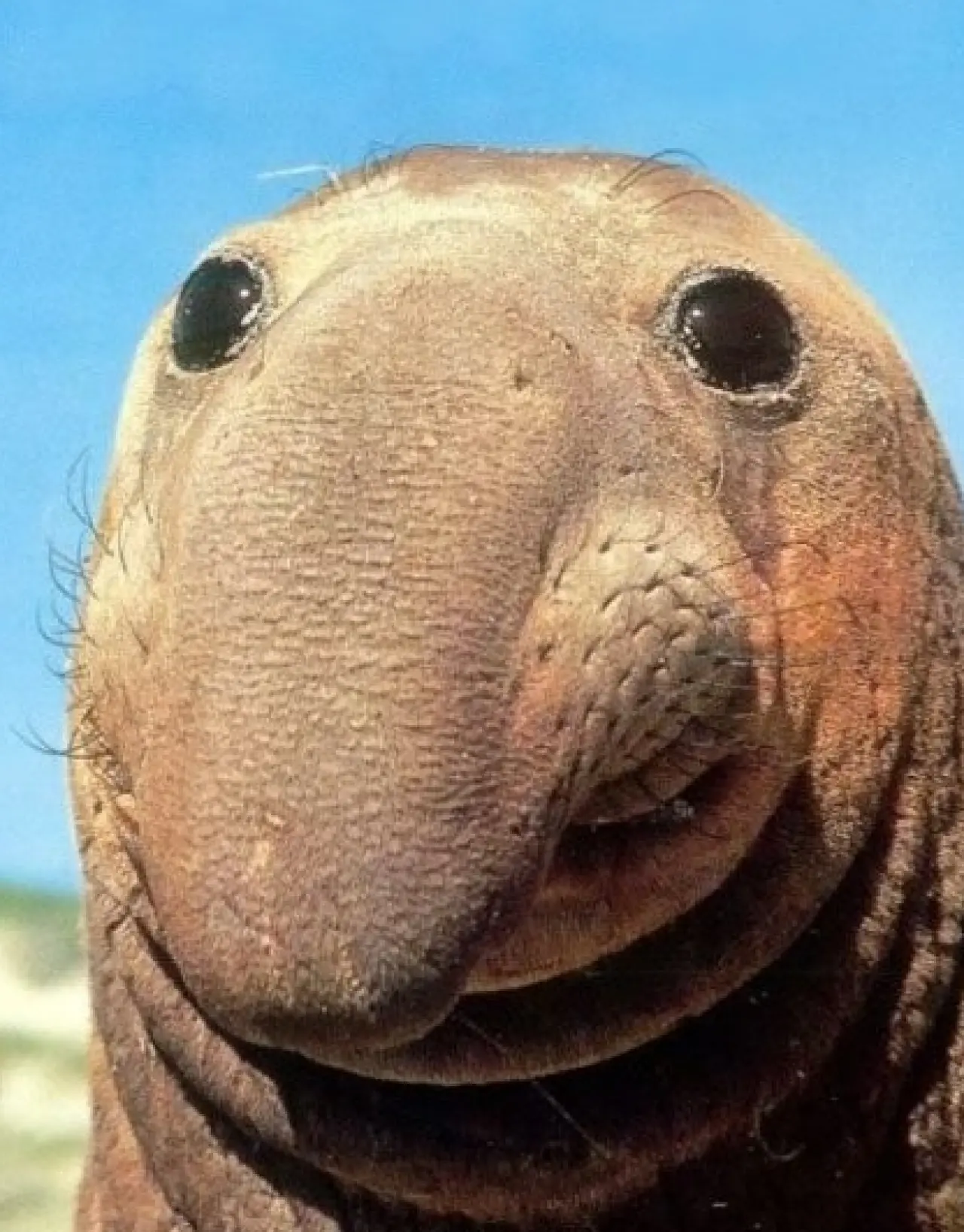 Bir Hayvan Bu Kadar mı İnsan Gibi Davranır? Gülümseten Kareler Burada 27