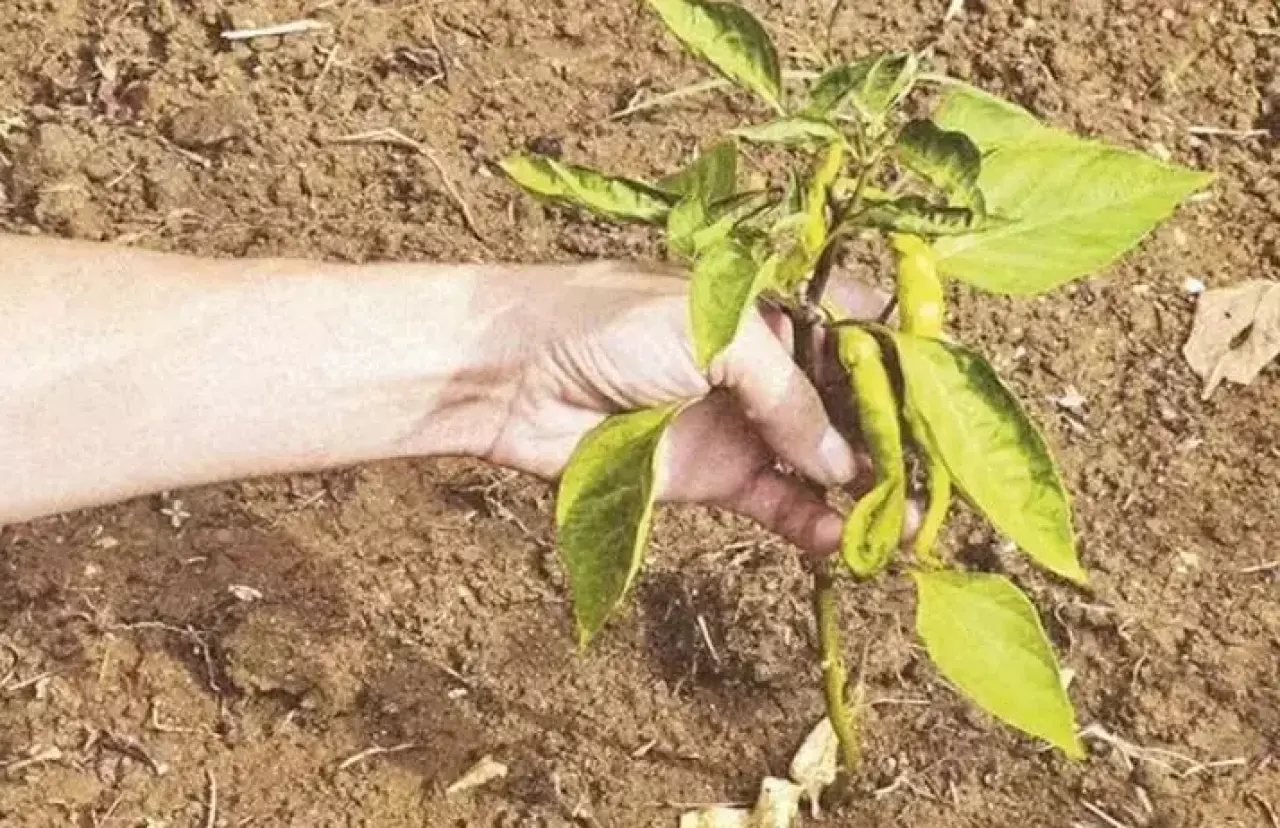 Kendi yemeğini kendi yetiştiriyor! Tuba Ünsal tarıma yatırım yaptı 3