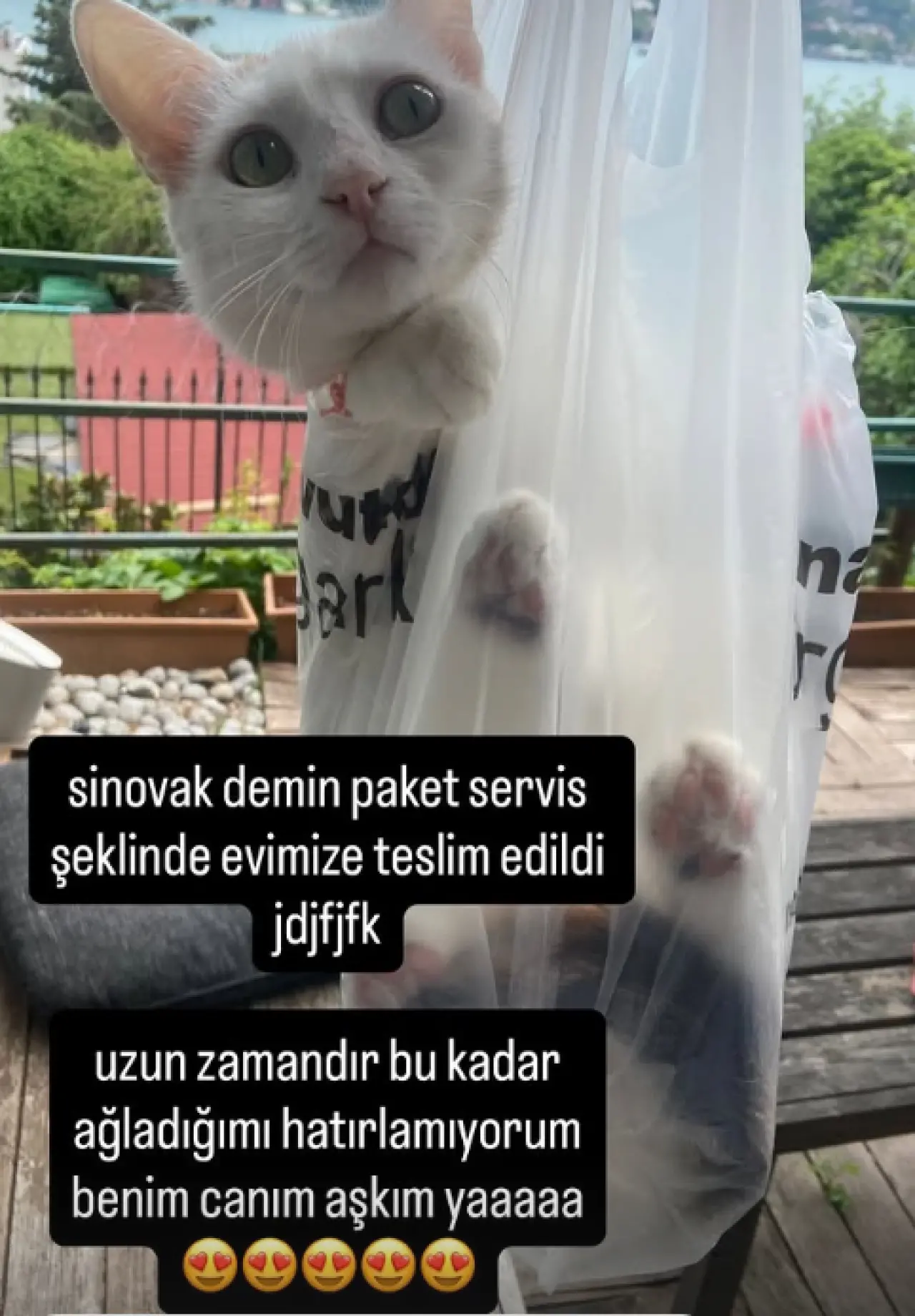 Zeynep Koçak kaybolan kedisi Sinovak'a kavuştu! 2