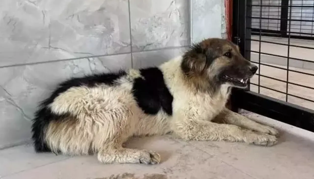 Ceylan Ertem’den yürek yakan sahiplenme! Gönüllere dokunan davranış 1