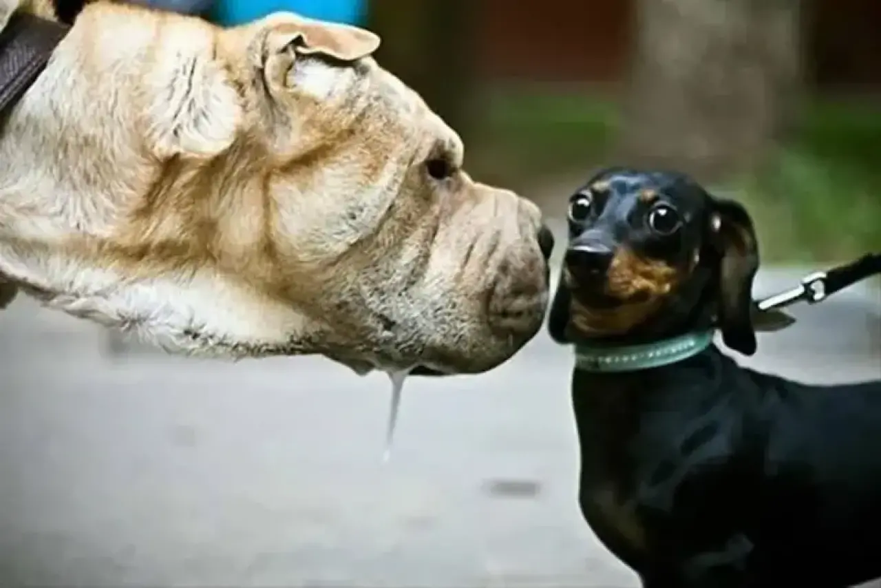 Zamanında Yakaladık! Kameranın Son Saniyede Çektiği Gülmeden Geçemeyeceğiniz O Anlar 33