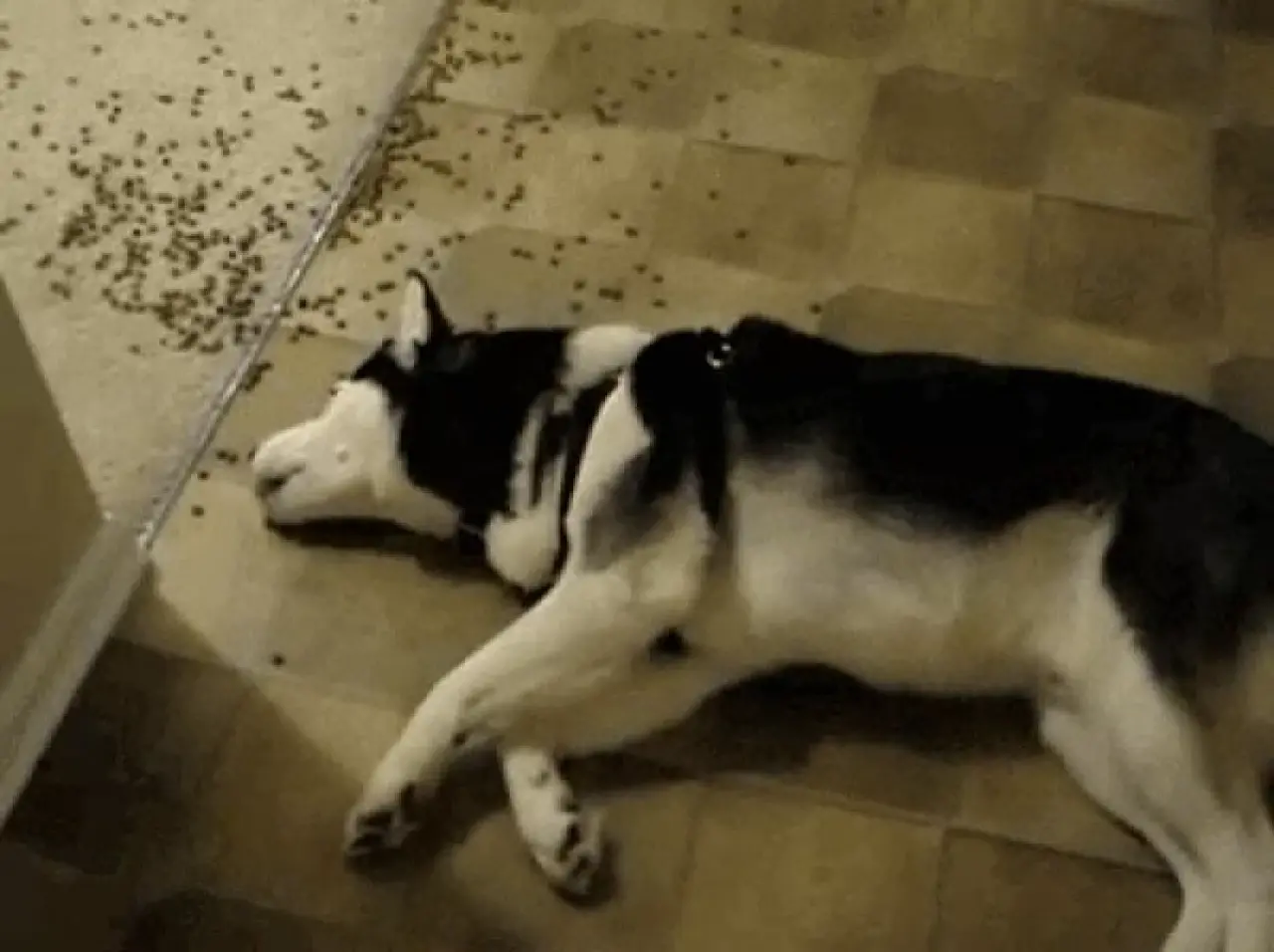 Kedi ve Köpek Mamalarıyla İlgili Az Bilinen 5 Önemli Detay! Sağlıklı Beslenme Sandığınızdan Farklı Olabilir! 4