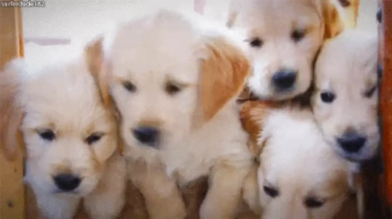 Kedi ve Köpek Mamalarıyla İlgili Az Bilinen 5 Önemli Detay! Sağlıklı Beslenme Sandığınızdan Farklı Olabilir! 3