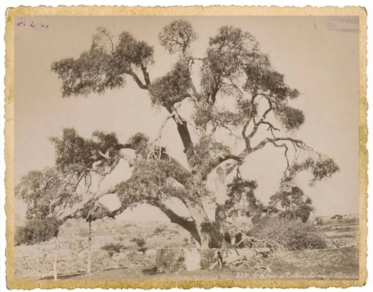 Sultanların objektifinden Kudüs: Arşivden çıkan bu kareler tüylerinizi diken diken edecek 37