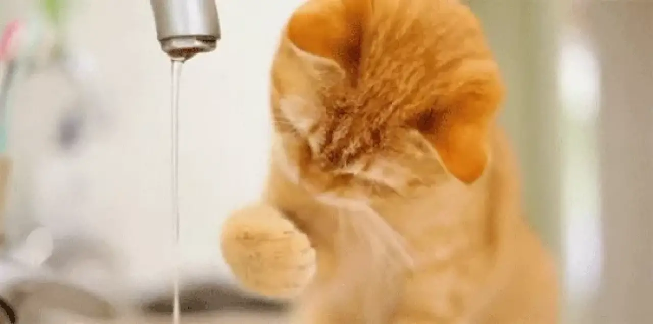 Kedi ve Köpek Mamalarıyla İlgili Az Bilinen 5 Önemli Detay! Sağlıklı Beslenme Sandığınızdan Farklı Olabilir! 2