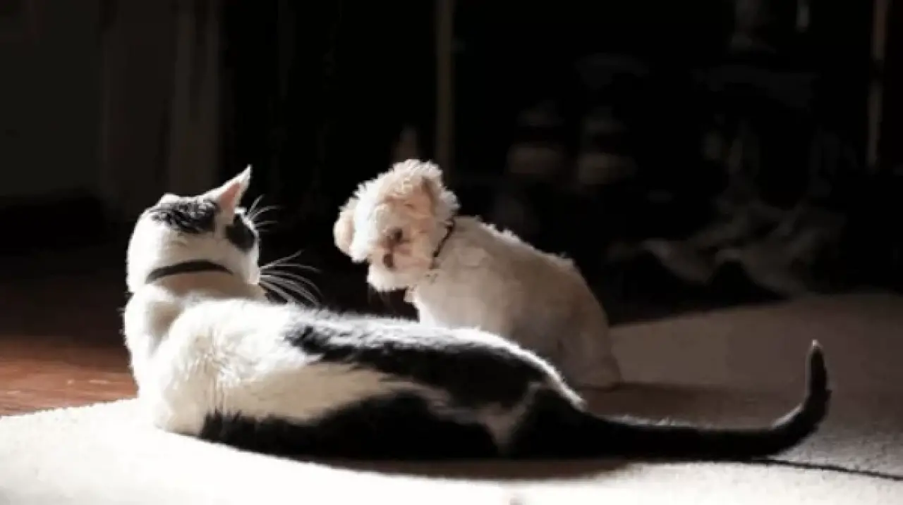 Kedi ve Köpek Mamalarıyla İlgili Az Bilinen 5 Önemli Detay! Sağlıklı Beslenme Sandığınızdan Farklı Olabilir! 5