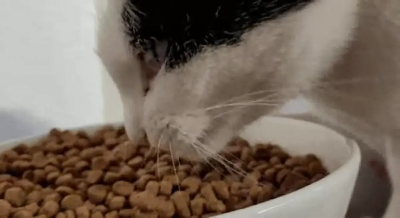 Kedi ve Köpek Mamalarıyla İlgili Az Bilinen 5 Önemli Detay! Sağlıklı Beslenme Sandığınızdan Farklı Olabilir! 1