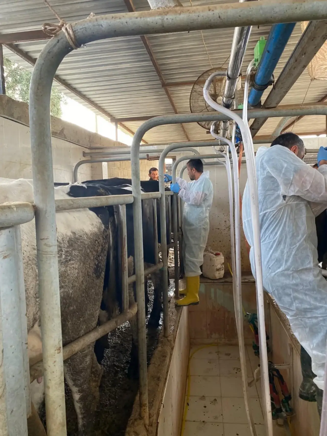 Aydın’da şap hastalığına karşı rekor aşılama hamlesi! 2