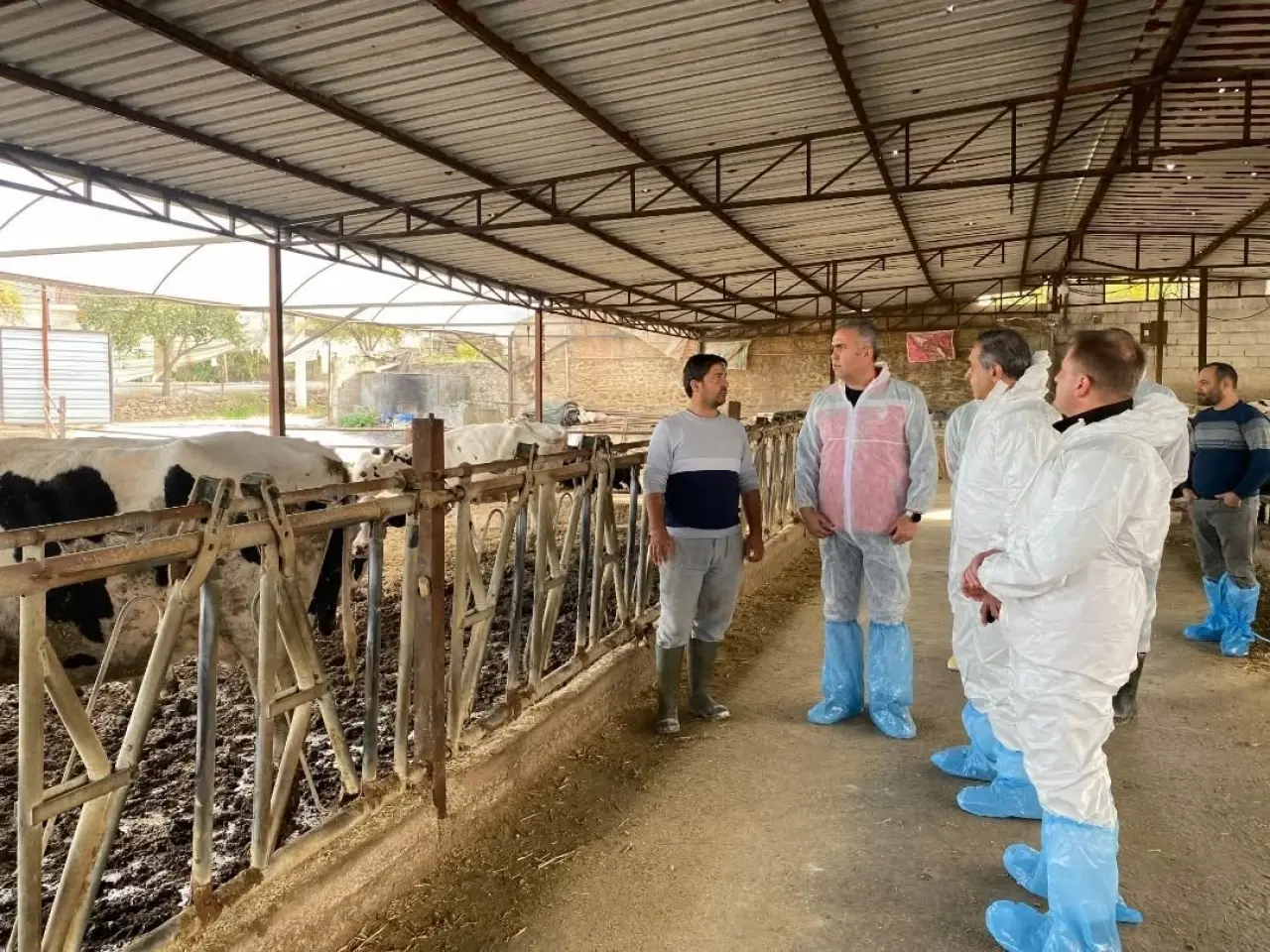 Aydın’da şap hastalığına karşı rekor aşılama hamlesi! 1