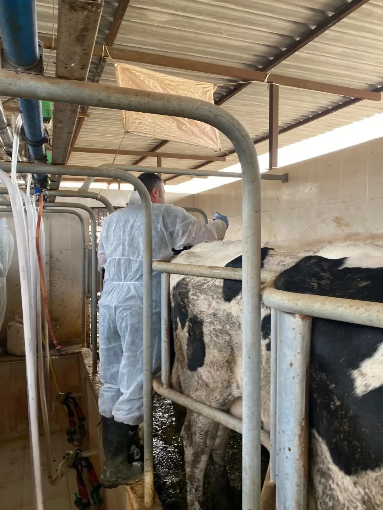 Aydın’da şap hastalığına karşı rekor aşılama hamlesi! 3