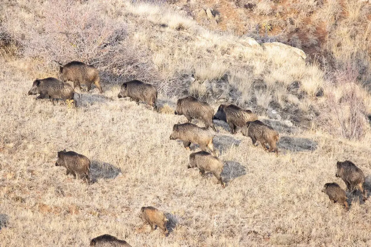 Afşin’de domuz kabusu bitiyor: Sürek avı sonuç verdi! 3