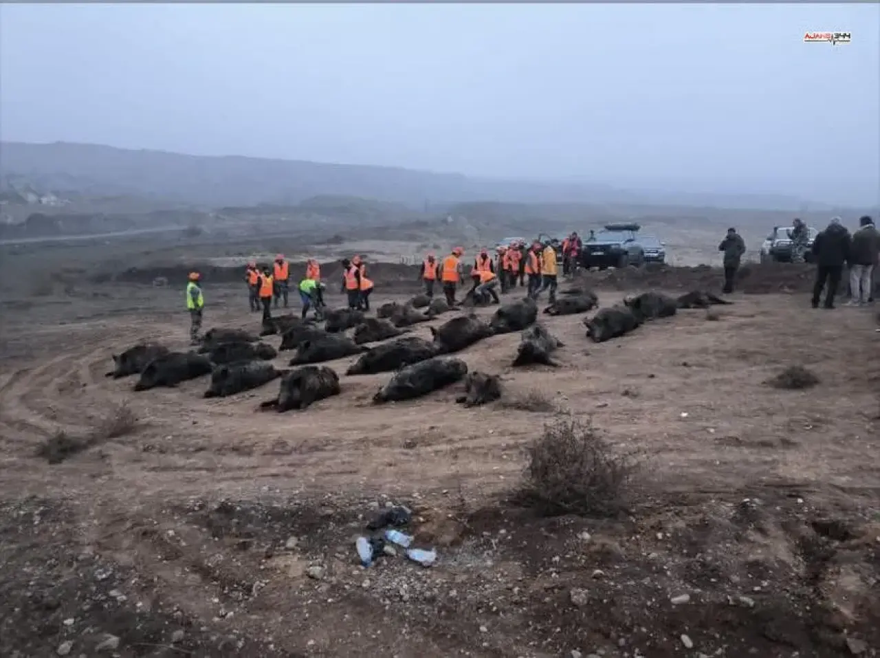 Afşin’de domuz kabusu bitiyor: Sürek avı sonuç verdi! 1