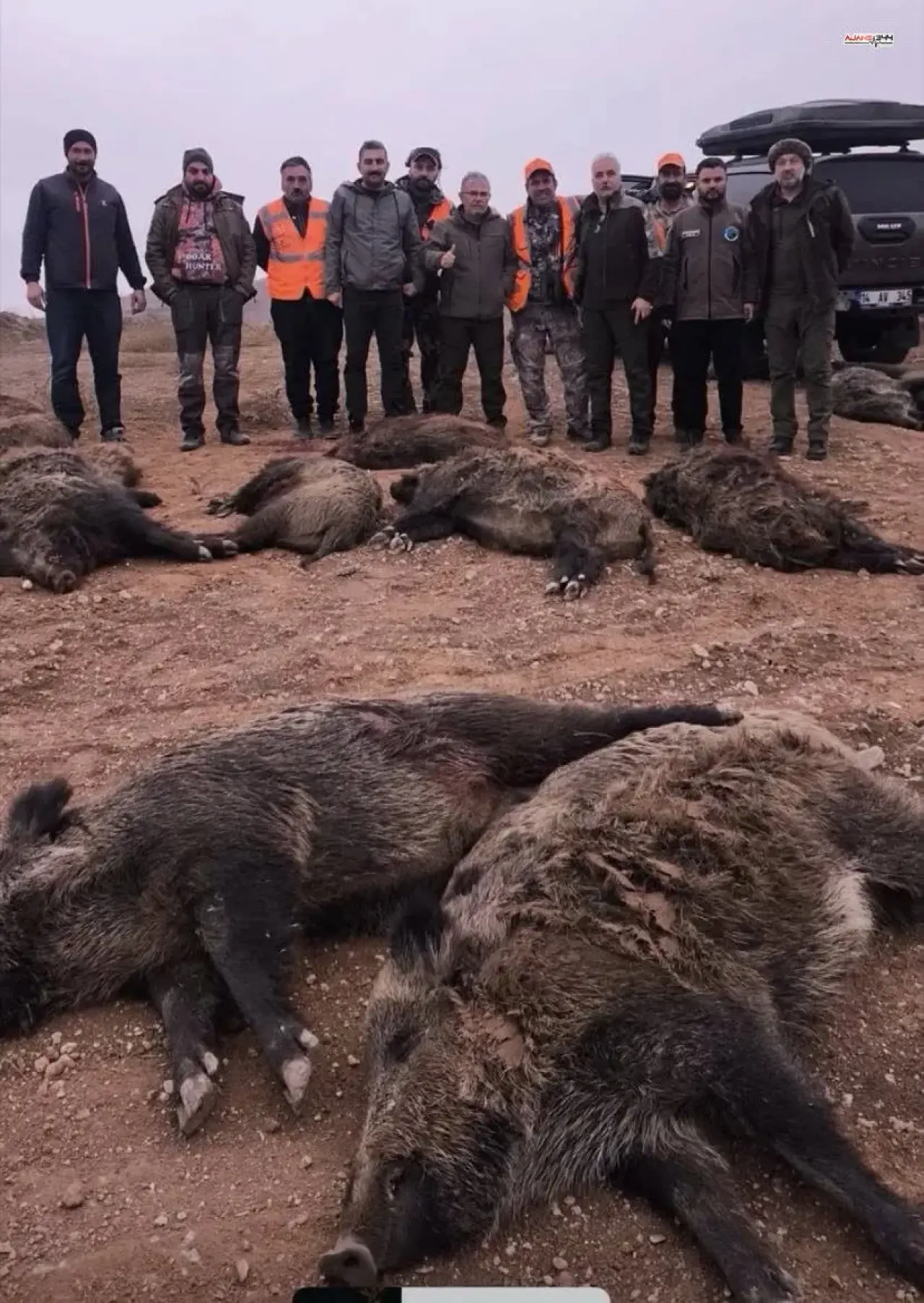 Afşin’de domuz kabusu bitiyor: Sürek avı sonuç verdi! 2