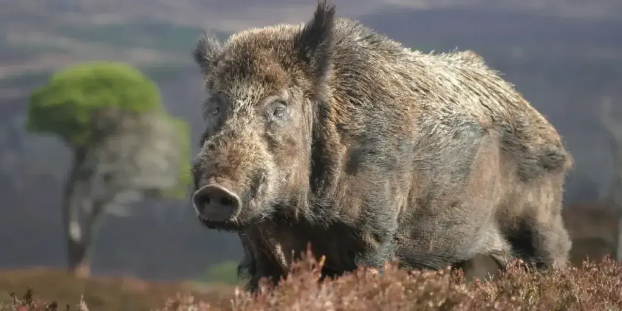 Afşin’de domuz kabusu bitiyor: Sürek avı sonuç verdi! 4