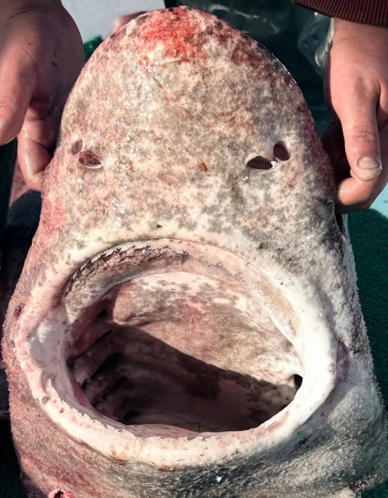 Balıkçı gözlerine inanamadı: Dev köpek balığı yalova’da! 1