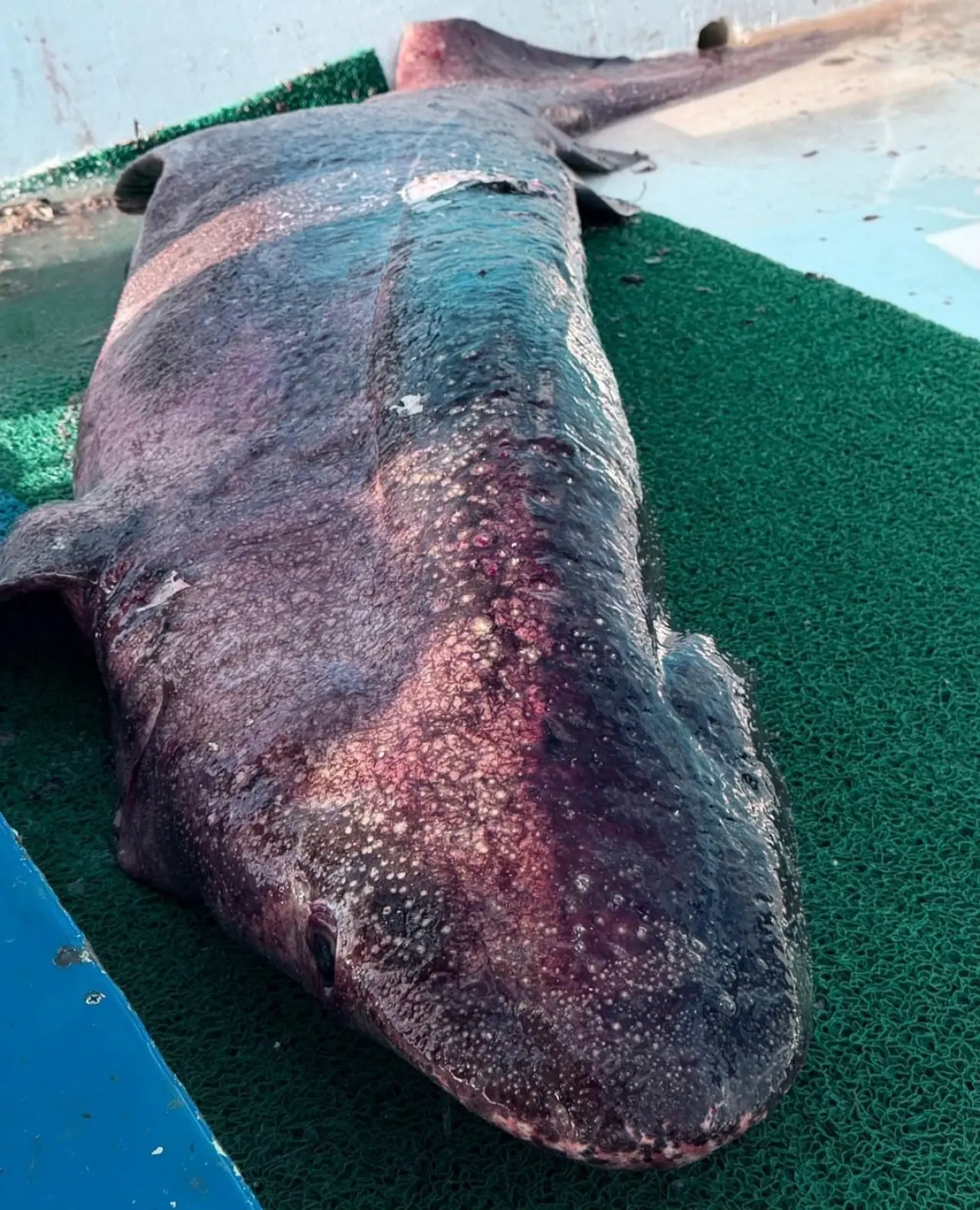 Balıkçı gözlerine inanamadı: Dev köpek balığı yalova’da! 3