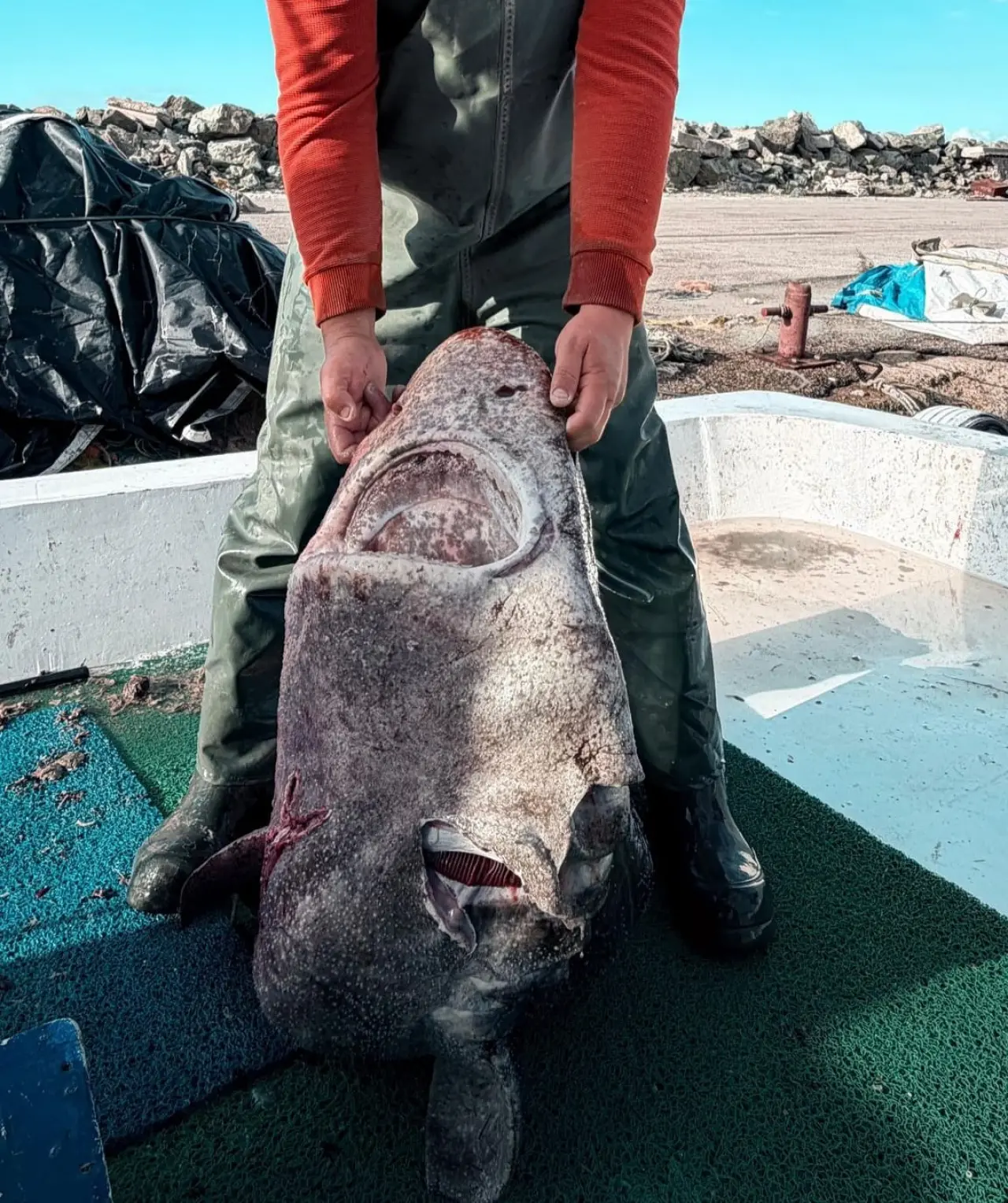 Balıkçı gözlerine inanamadı: Dev köpek balığı yalova’da! 2